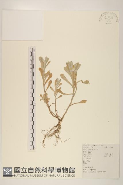 鼠麴草藏品圖，第1張