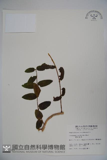 無梗忍冬藏品圖，第1張