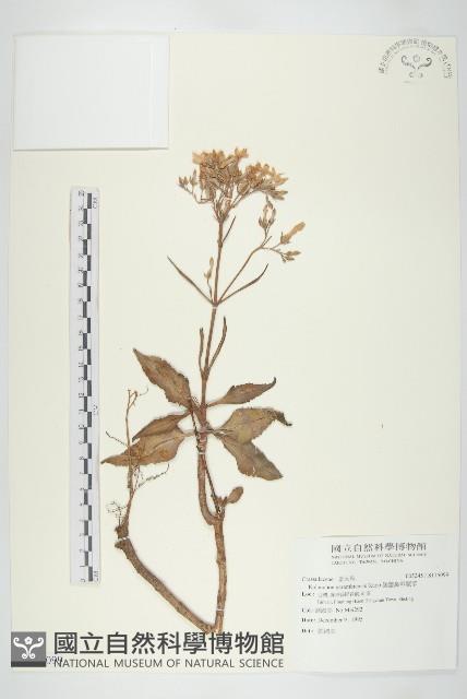 鵝鑾鼻燈籠草藏品圖，第1張