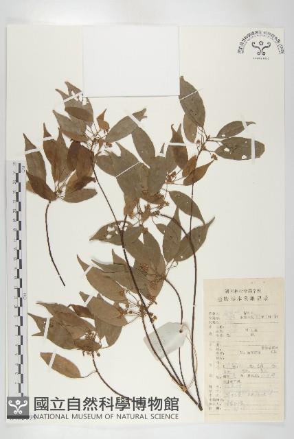 華杜英藏品圖，第1張