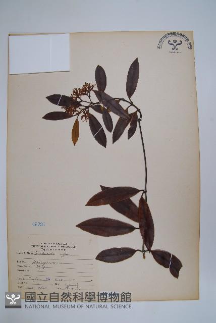 小錦蘭藏品圖，第1張