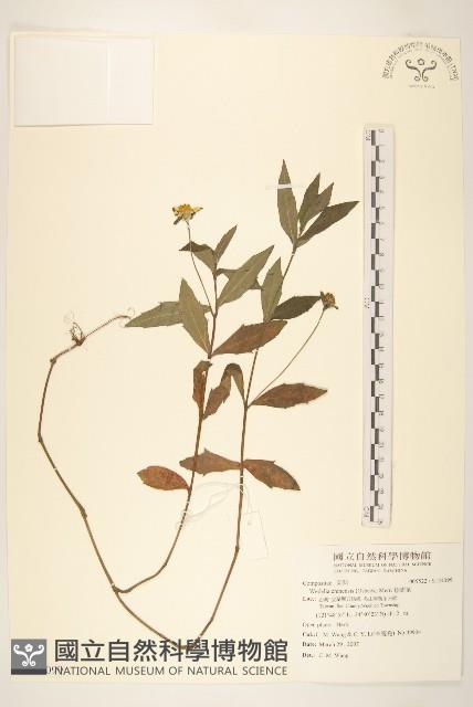 蟛蜞菊藏品圖，第1張