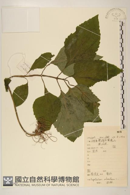 飛機草藏品圖，第1張