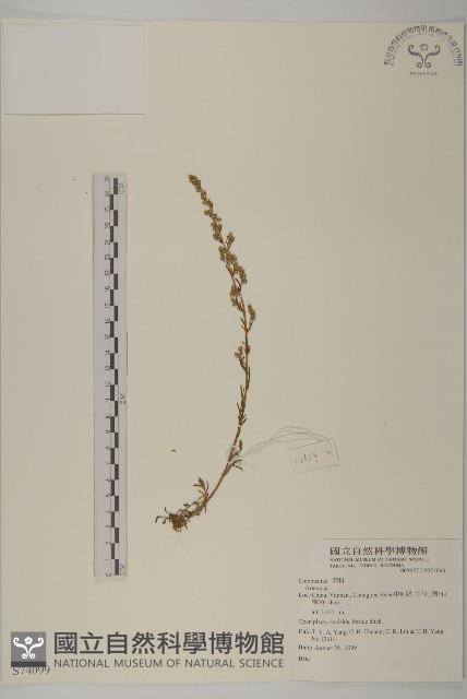 登錄號:S074099藏品圖，第1張