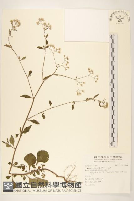 一枝香藏品圖，第1張