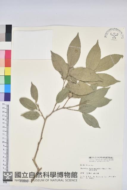 南仁鐵色藏品圖，第1張