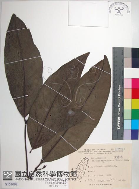 皮孫木藏品圖，第1張