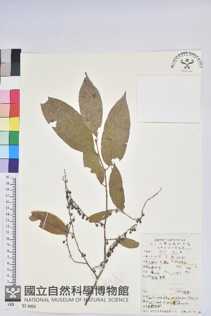 Accession Number:S053099 Collection Image