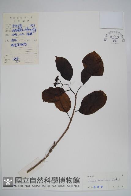 破布子藏品圖，第1張