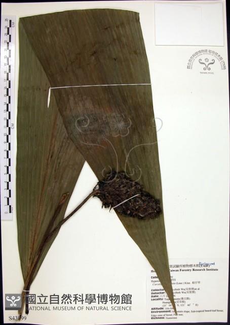 船子草、船仔草藏品圖，第1張