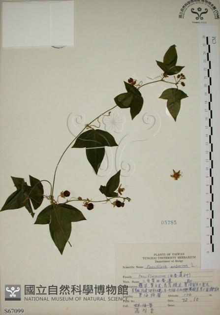 三角葉西番蓮藏品圖，第1張