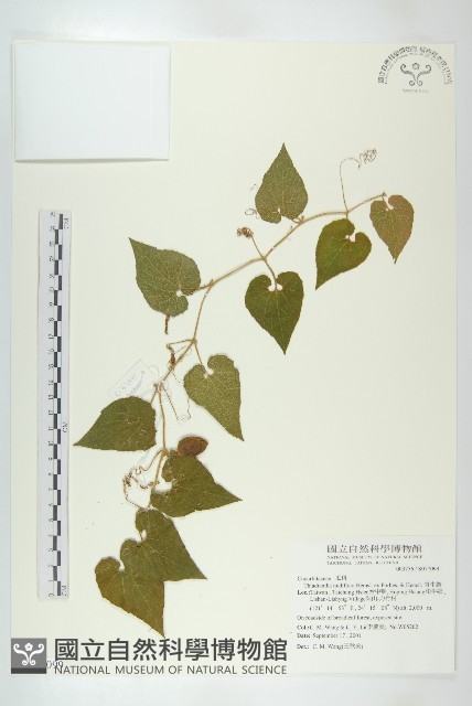 青牛膽藏品圖，第1張