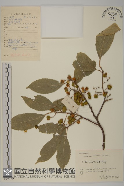 短梗南蛇藤藏品圖，第1張