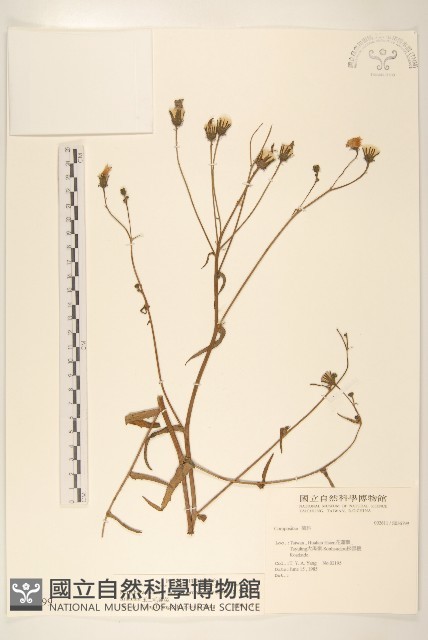 玉山毛蓮菜藏品圖，第1張