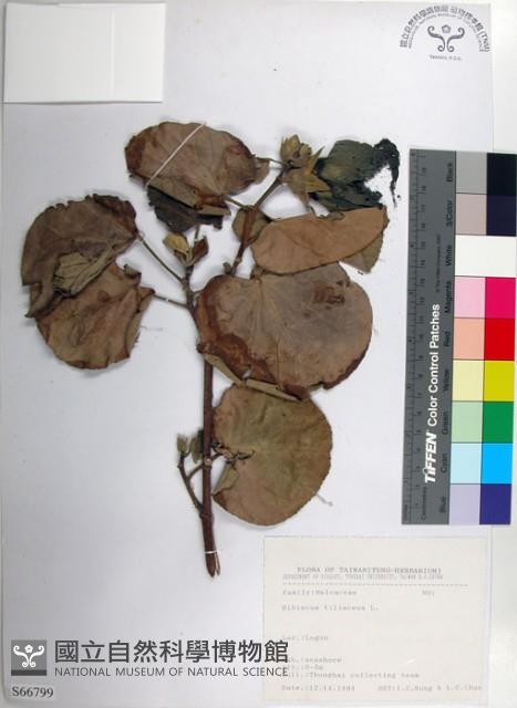 黃槿藏品圖，第1張