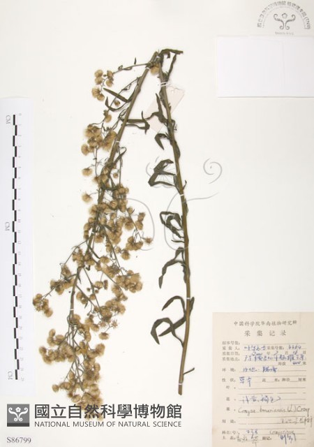 美洲假蓬藏品圖，第1張