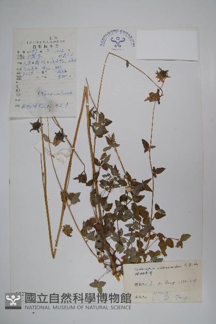 綠鐘黨參藏品圖，第1張