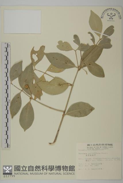 淡綠葉衛矛藏品圖，第1張