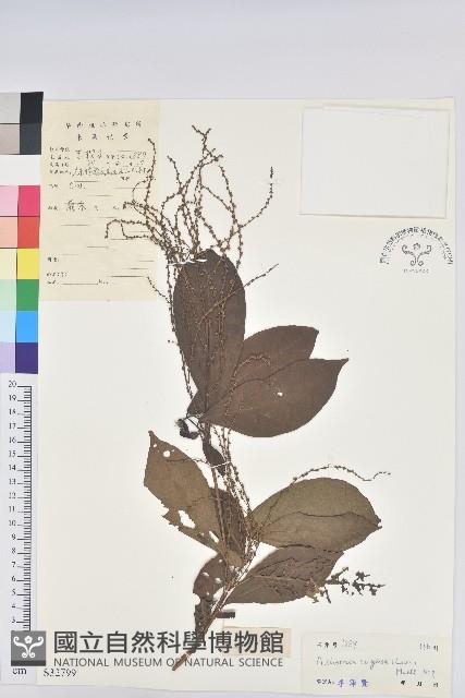 羽脈山麻桿藏品圖，第1張