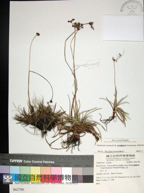 乾溝飄拂草藏品圖，第1張