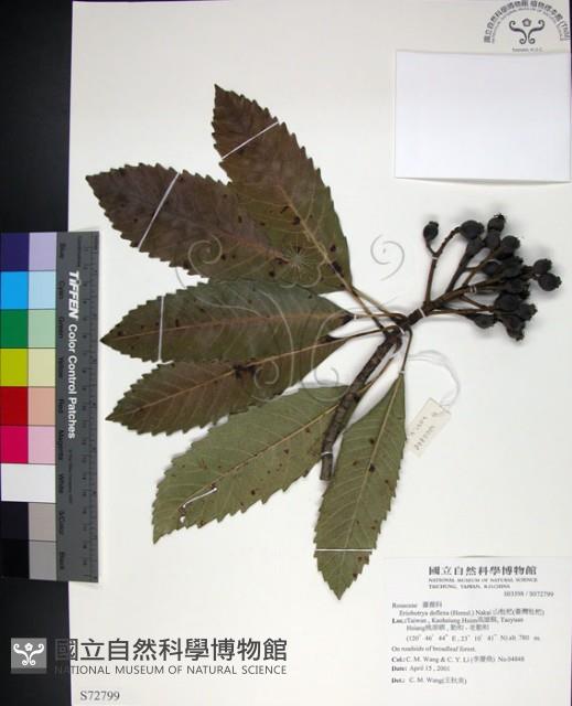 山枇杷、臺灣枇杷藏品圖，第1張