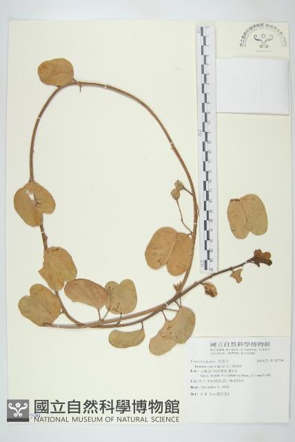 登錄號:S120799藏品圖，第1張