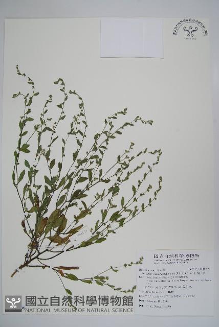 細纍子草藏品圖，第1張