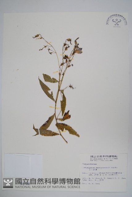 玉山沙參藏品圖，第1張