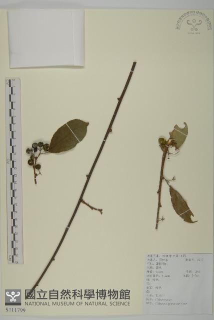 哥蘭葉藏品圖，第1張