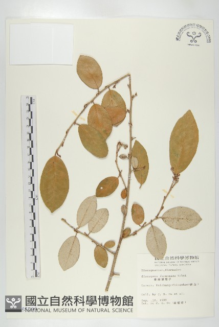 臺灣胡頹子藏品圖，第1張