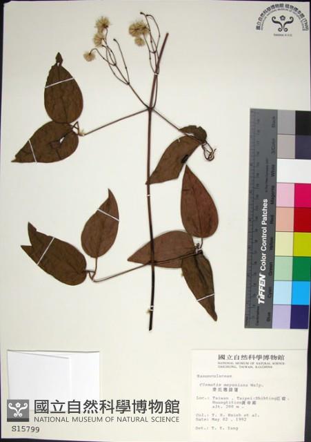 麥氏鐵線蓮藏品圖，第1張