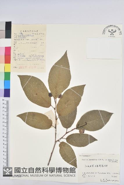 白木烏臼藏品圖，第1張