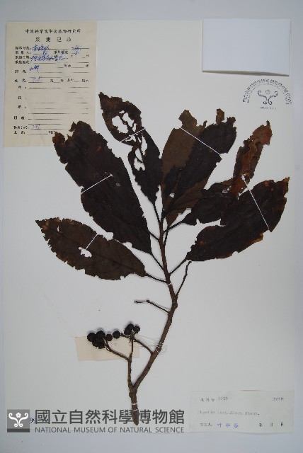 長花厚殼樹藏品圖，第1張
