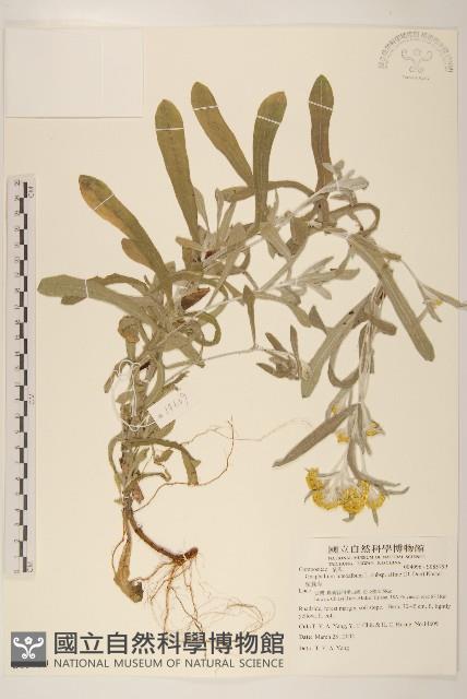 鼠麴草藏品圖，第1張