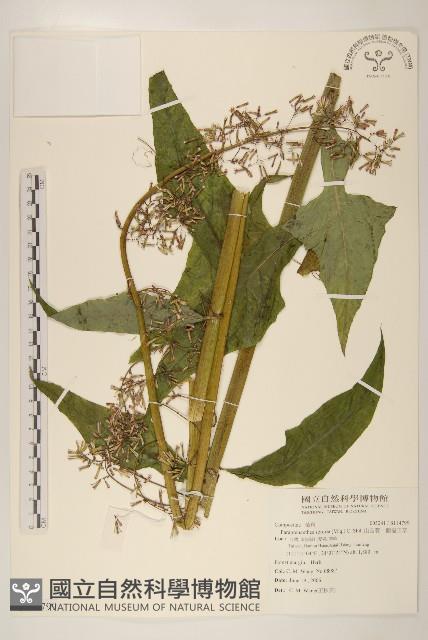 山苦藚、假福王草藏品圖，第1張