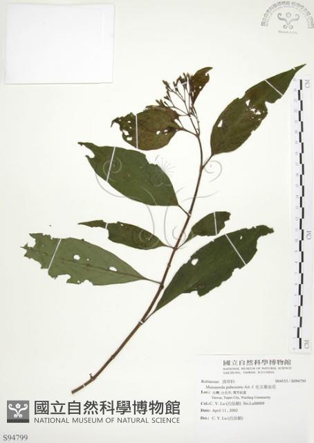 毛玉葉金花藏品圖，第1張