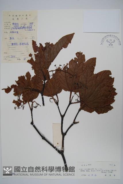 楓葉槭藏品圖，第1張