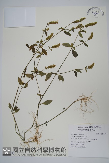 爵床藏品圖，第1張