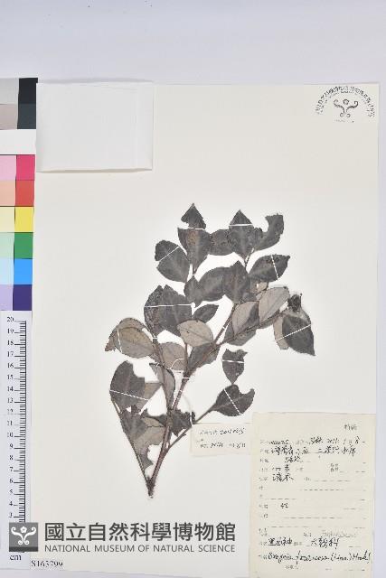 黑面神藏品圖，第1張