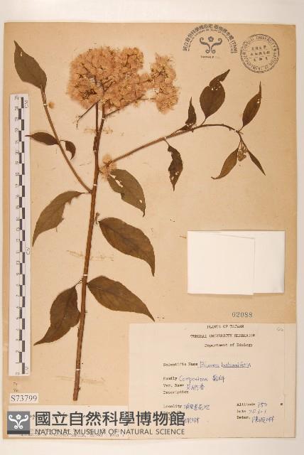 小舌菊、蔓綿菜藏品圖，第1張