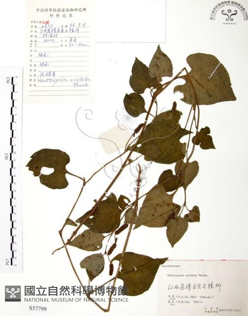 臭腥草、蕺菜藏品圖，第1張