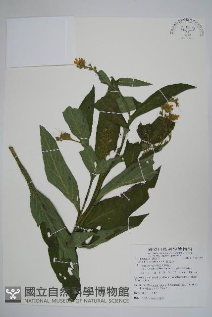 康復力藏品圖，第1張