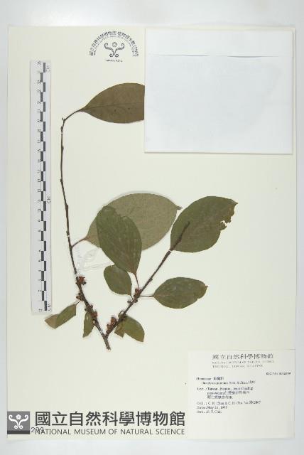 山柿, 山豆柿藏品圖，第1張