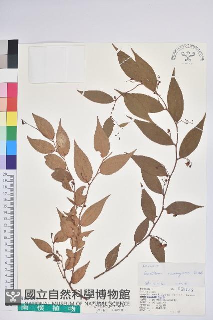 白珠樹藏品圖，第1張