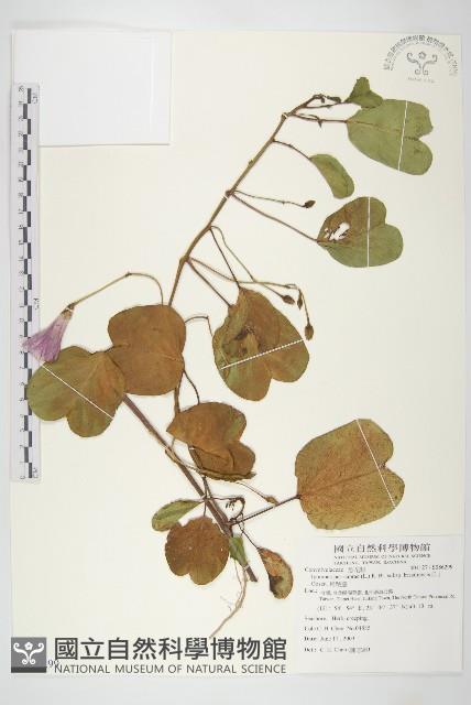 馬鞍藤藏品圖，第1張
