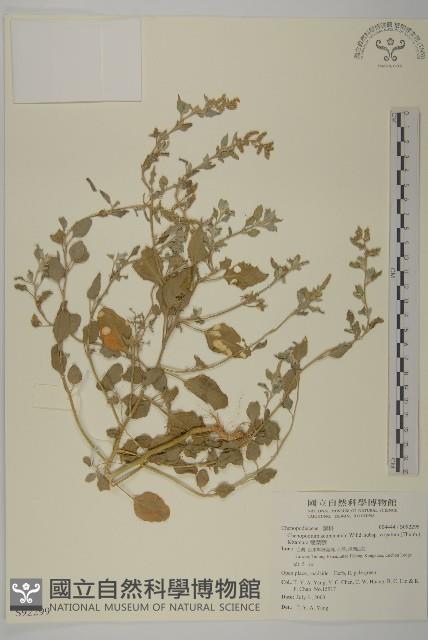 變葉藜藏品圖，第1張