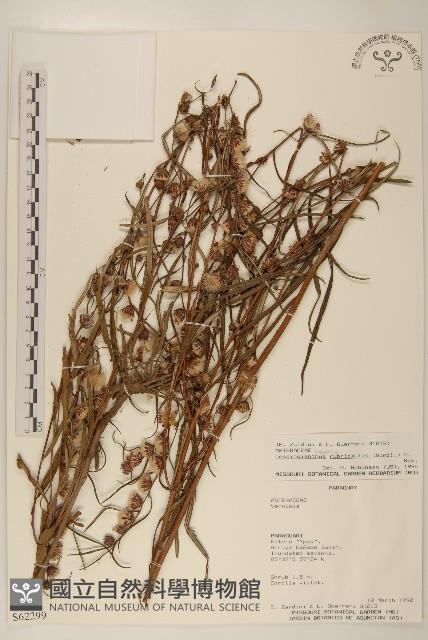 登錄號:S062299藏品圖，第1張