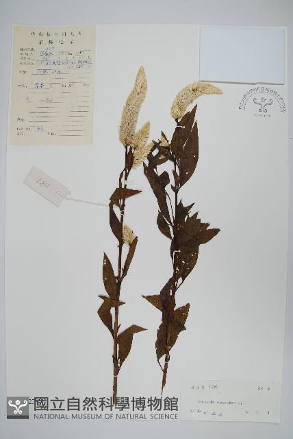 青葙藏品圖，第1張