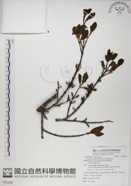 高氏桑寄生藏品圖，第1張