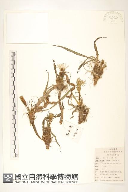 桃葉鴉蔥藏品圖，第1張